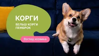 Вельш-корги-пемброк: все о породе, плюсы и минусы - шоу “Ожидание/реальность”