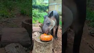 The Tapir's Revenge Against the Illegal Mine