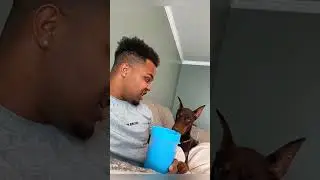 FULL PART #3 #funny  #pet #cat #dog #cute #animals #foryou #typ