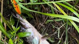 Щука! На Р. Поль😏🎣