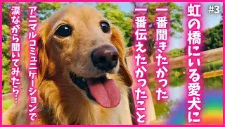 ③ 動物と話せる人に亡くなった愛犬の本心を聞いてもらったら…