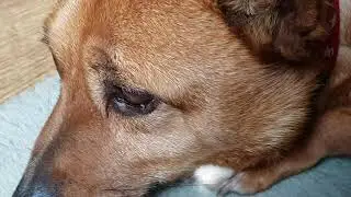 how to slightly aggravate you doggo