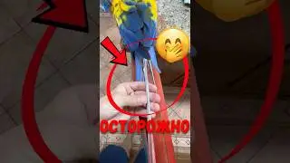 🐦 Что прячутся в перьях птиц? 