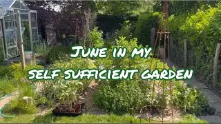 Tour round my self sufficient veggie garden. #selfsufficiency #growyourown #veggiegarden #gyo