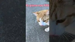 My grama new Kittie