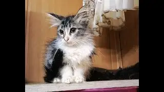 Красотка Молли