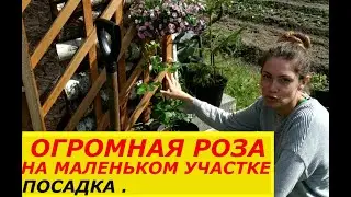 5 СОТОК, САЖАЮ ПЛЕТИСТУЮ РОЗУ ПИЧ МЕЛЬБА, PICH MELBA
