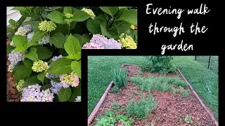 Evening walk through the garden 🌱#garden #spring #hydrangeas #flowers
