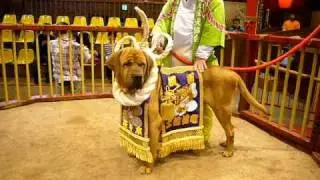 Fighting dog Tosa-inu. Yokozuna Tosa-inu.