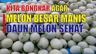 Agar Melon Besar Manis dan Tanaman Melon Sehat..❗