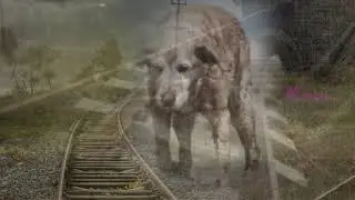 Стихи о рыжей дворняге. Эдуард Асадов