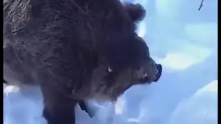 кабаны  Дикие и смешные 1 Смешные животные