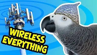 Apollo Stream World Record Parrot