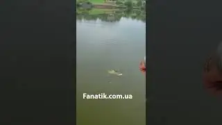 Здоровенний Амур клюнув
