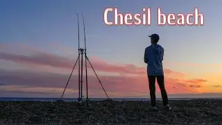 Chesil beach- multiple species for the camera!