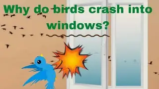 why birds crash into windows?
