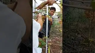 Panen anggur trans