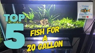 Top 5 stocking ideas for a 20 gallon fish tank