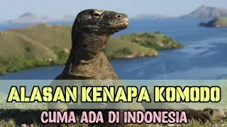 3 Alasan Kenapa Komodo Cuma Ada di Indonesia, No. 3 Bikin Syok