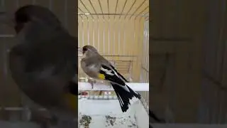 Пение щегла.