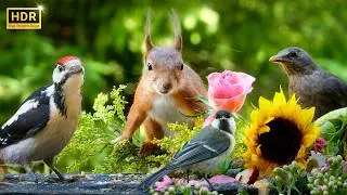Cat TV for Cats to Watch😺 Cute Little Birds with Squirrel-mania🐿️10 Hours 4K HDR