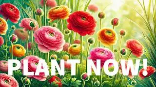 Top 5 Reasons to Plant Ranunculus