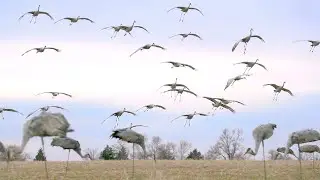 Kansas Cranes 2019