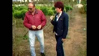 FİDANLIKLARI TANIYALIM