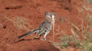 Roadrunners and Quail