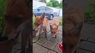 Wild Fox And Her Cub Are So Similar 