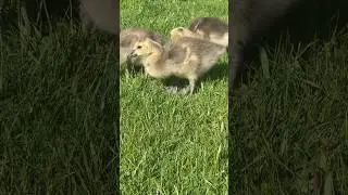 Cute Baby Geese Exploring!