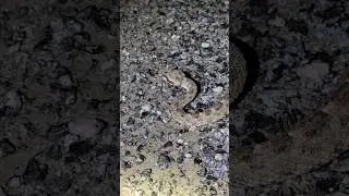This Sidewinder's rattle is SILENT! 
