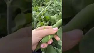 Люблю горох 🫛