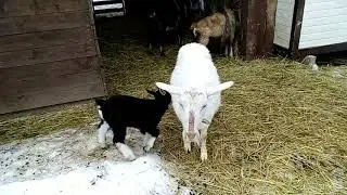 Естественные роды коз. Окот. Окоз ;)