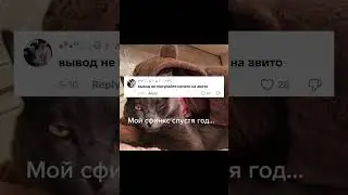Покупаю сфинкса на авито, результат : | Автор видео : @ksn.andreeva