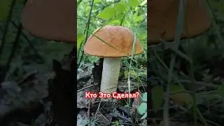 Кто Это Сделал?
