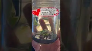 Tissue culture Monstera plants at home 