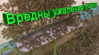 Профессор Кашковский: Много ужалений пчёл вредно?
