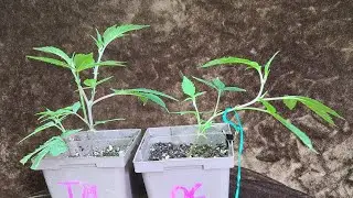 Bending your Cannabis Seedlings & Clones to create dense bud bushes!