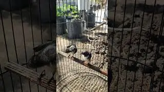 Hasil Ngebolang Pasar Burung