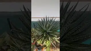How Often Do You Water Succulents?  #shorts #plants
