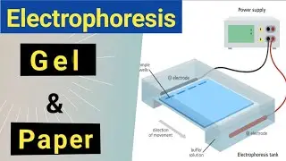 Electrophoresis , paper Electrophoresis , Gel Electrophoresis