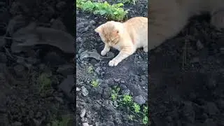 Кот и мышь