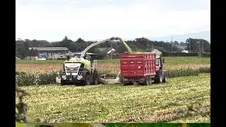 Maize Harvest  24  Class Jaguar 990