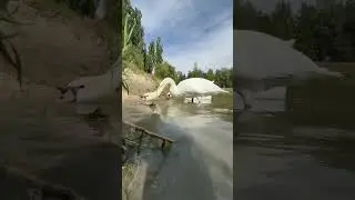 Лебедь 🦢Укроп и дама его сердца 🦢Лилия кушают на обед вкусный кормчик 🥣💞👌 