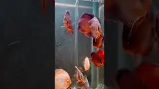 Пара Ред Ковер блю фейс на ПРОДАЖУ! 👍