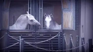 Дневник Хача: Сосались два коня (Олег Майями)