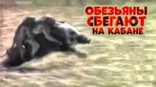 Неуловимые мстители! Обезьяны убегают на кабане!