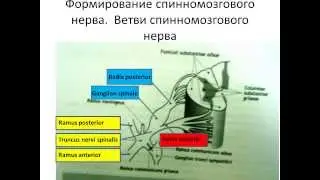 Formation of the spinal nerve and the cervical plexus