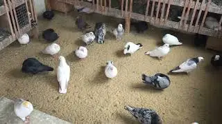 #Pigeons